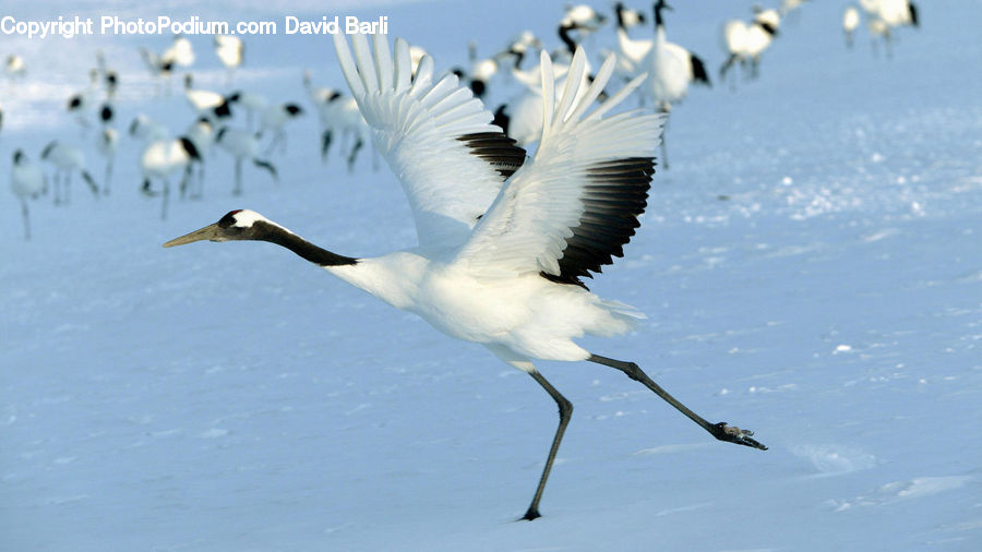 Bird, Crane Bird, Heron, Hole