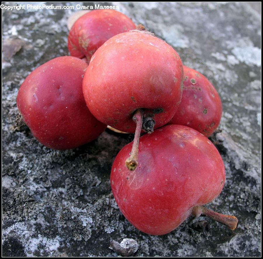Fruit, Agaric, Amanita, Fungus, Mushroom, Plant, Cherry