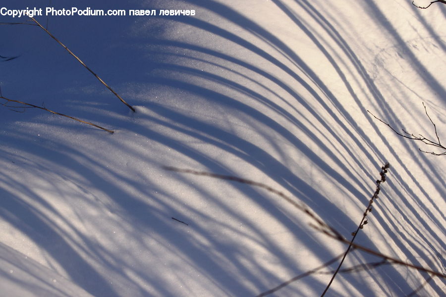 Grass, Plant, Reed, Field, Grassland, Conifer, Fir