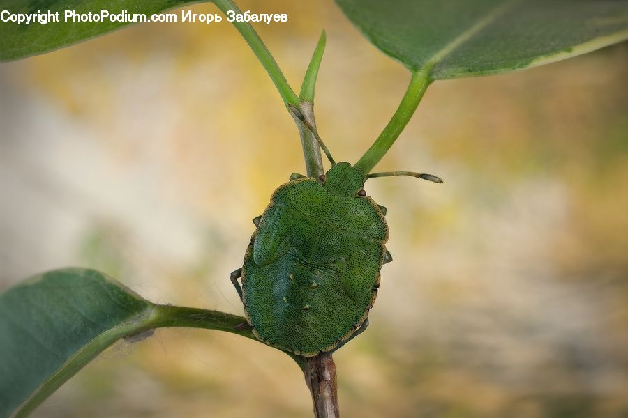Plant, Cricket Insect, Grasshopper, Insect, Invertebrate, Aphid, Blossom