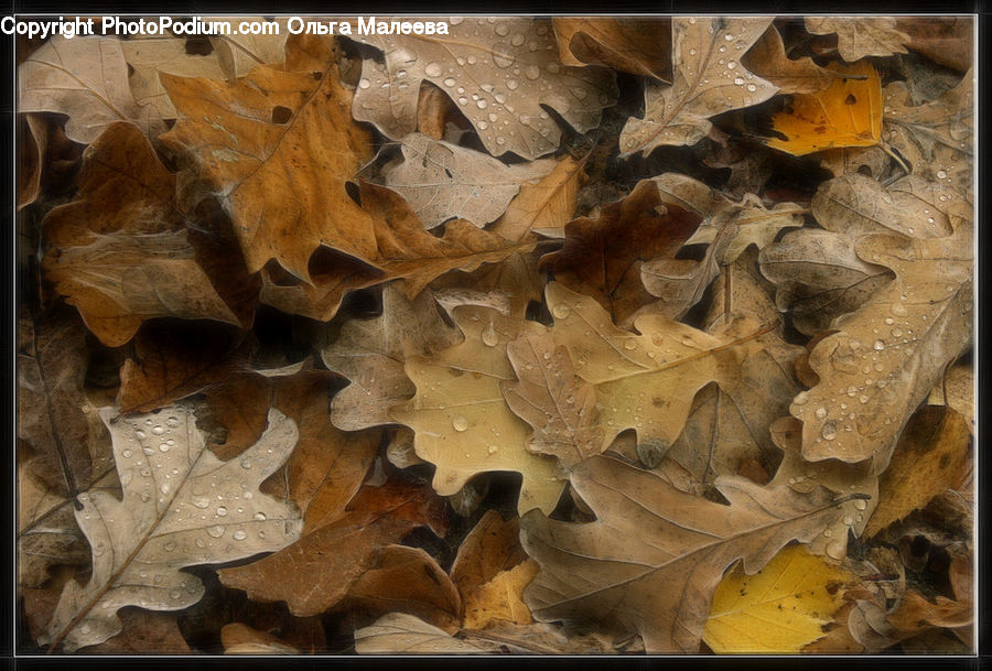 Food, Nachos, Maple, Maple Leaf, Plant, Blossom, Flora