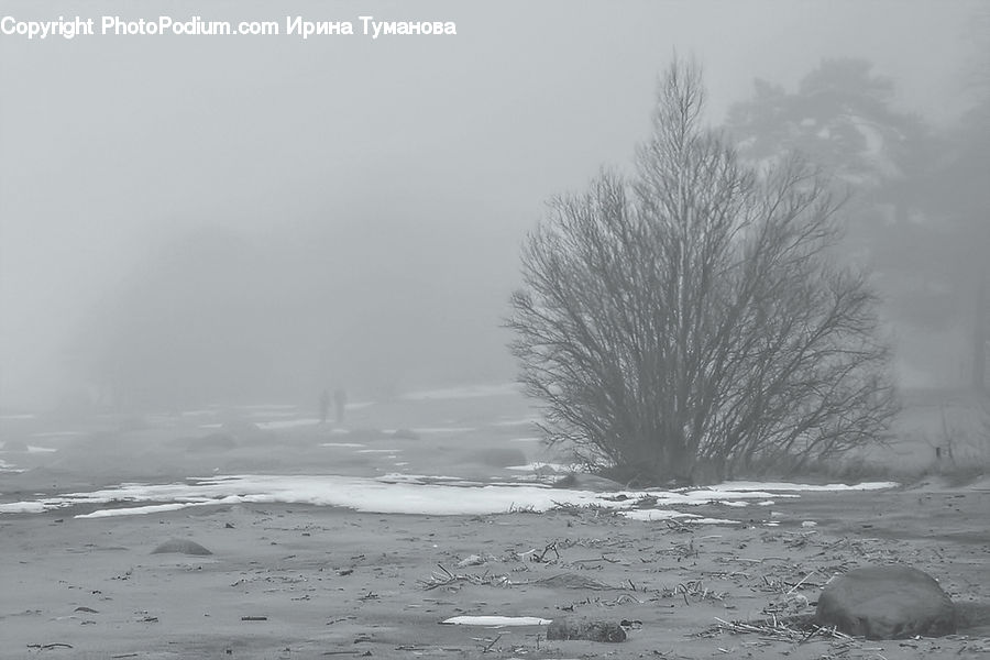 Ice, Outdoors, Snow, Mud, Soil, Sand, Plant