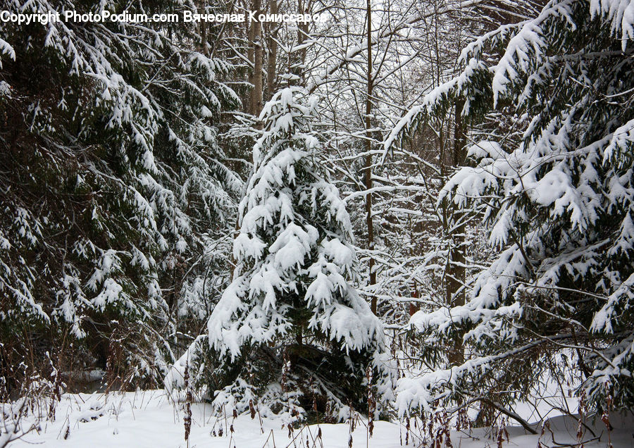 Ice, Outdoors, Snow, Conifer, Fir, Plant, Tree