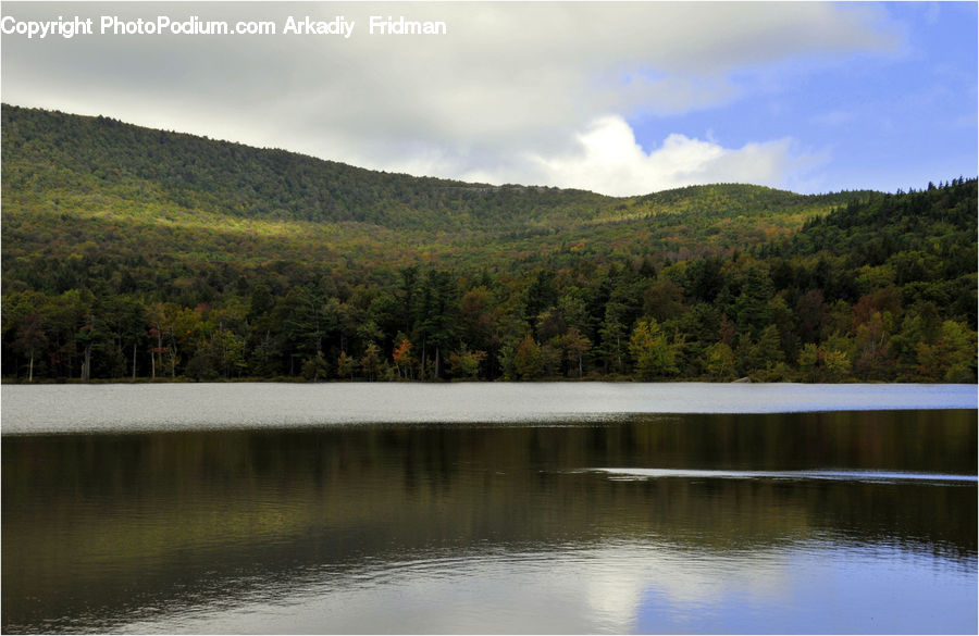 Lake, Outdoors, Water, Forest, Vegetation, Conifer, Fir