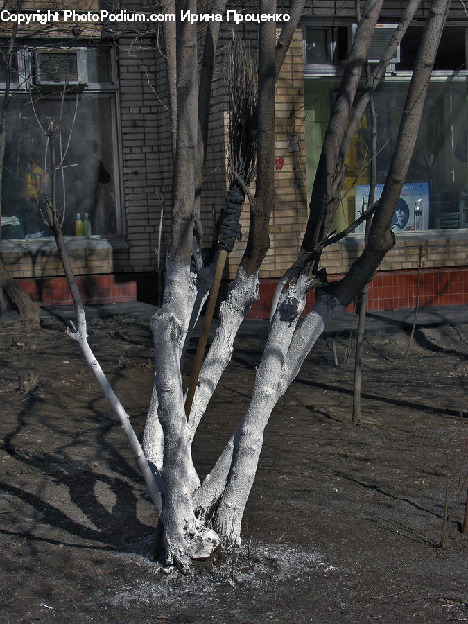 Birch, Tree, Wood, Flagstone, Plant