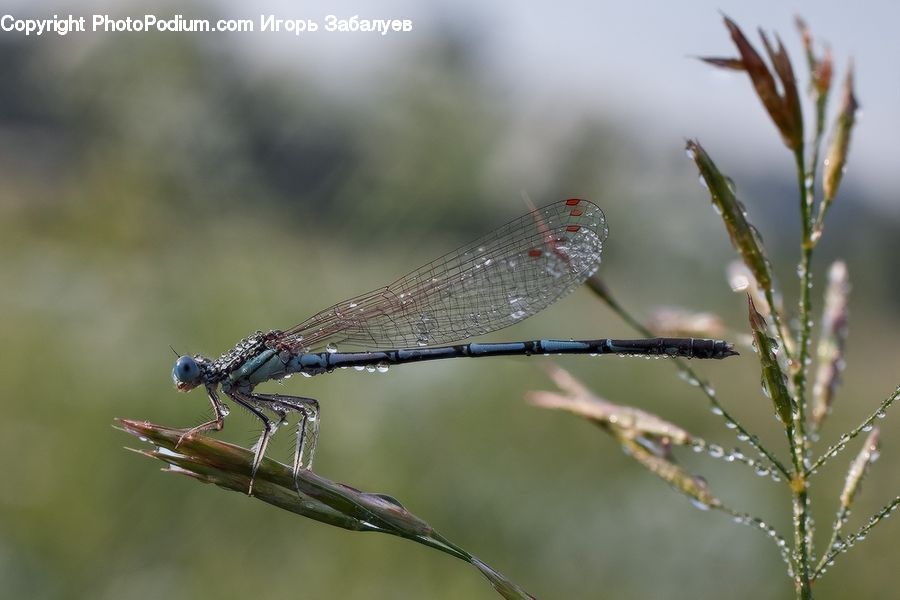Anisoptera, Dragonfly, Insect, Invertebrate, Arachnid, Garden Spider, Spider