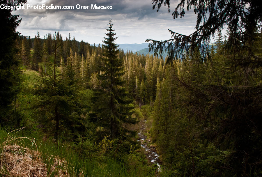Conifer, Fir, Plant, Tree, Larch, Wood, Spruce