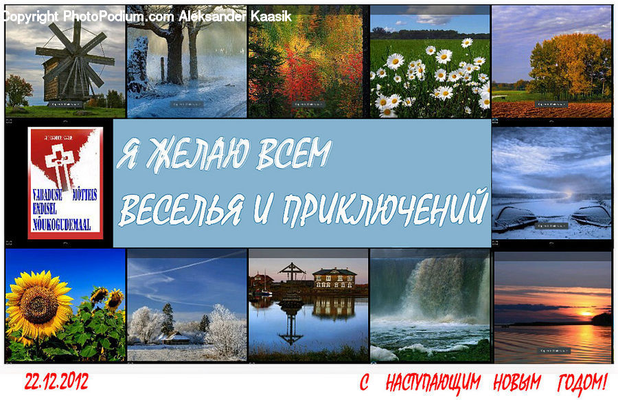Collage, Poster, Forest, Vegetation, Daisies, Daisy, Flower