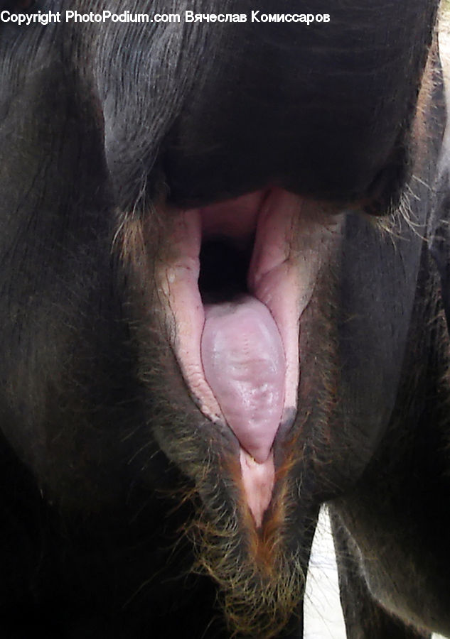 Animal, Elephant, Mammal, Leisure Activities, Face, Selfie