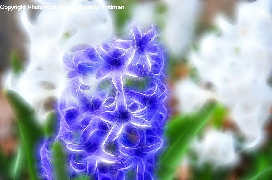 Light, Fractal, Aurora, Night, Outdoors, Blossom, Flora
