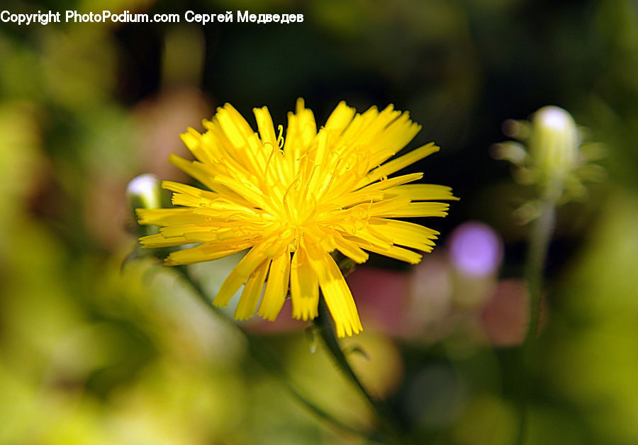 Dandelion, Flower, Plant, Blossom, Flora, Daisies, Daisy