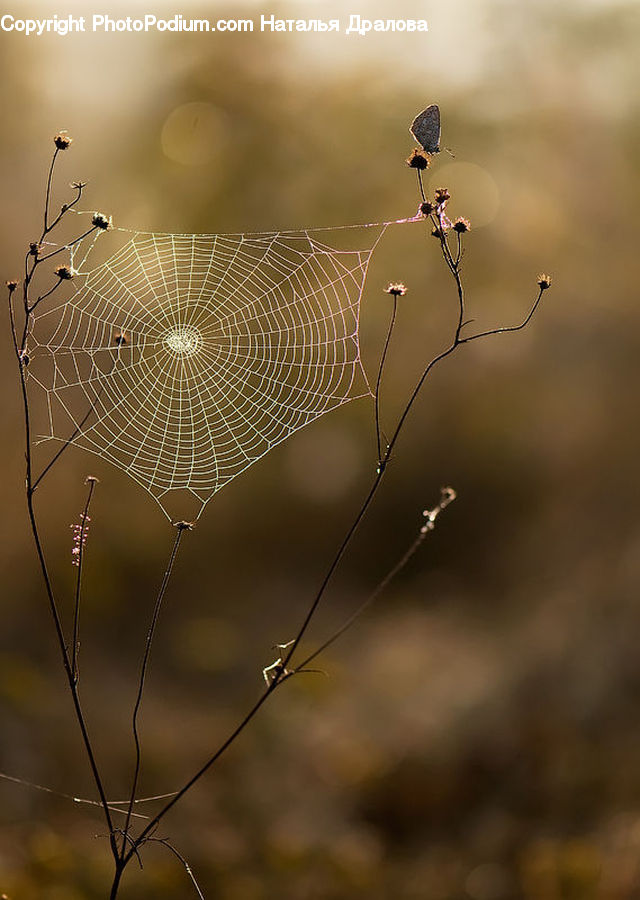 Arachnid, Garden Spider, Insect, Invertebrate, Spider, Plant, Weed