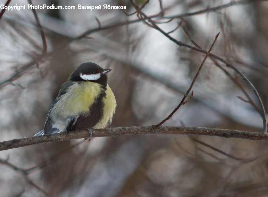Bee Eater, Bird, Swallow, Finch, Blue Jay, Bluebird, Jay