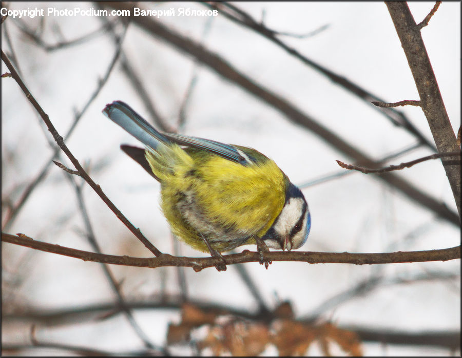 Bird, Canary, Finch, Bee Eater, Head, Portrait