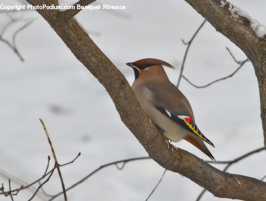 Bee Eater, Bird, Beak, Finch, Flicker Bird, Woodpecker, Field