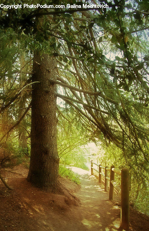 Dirt Road, Gravel, Road, Forest, Vegetation, Plant, Conifer