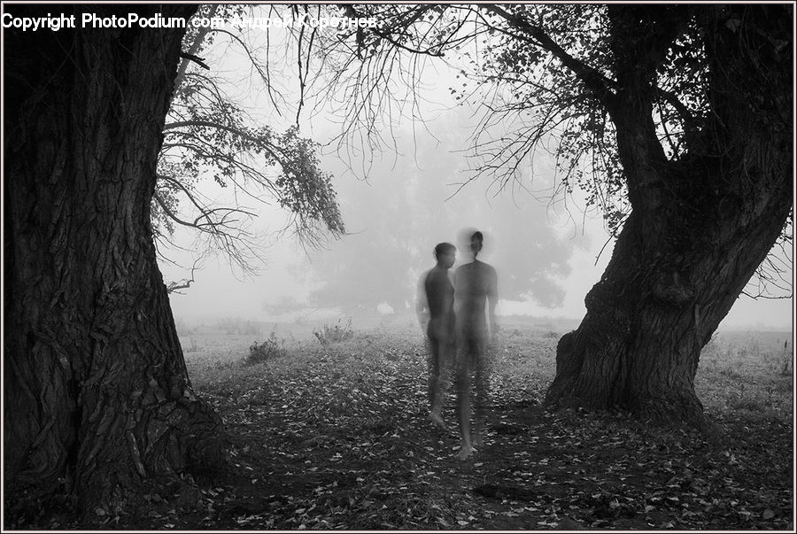 People, Person, Human, Oak, Tree, Wood, Plant