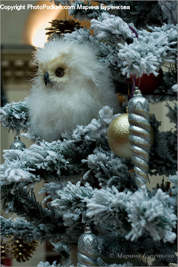 Plant, Potted Plant, Conifer, Fir, Tree, Frost, Ice