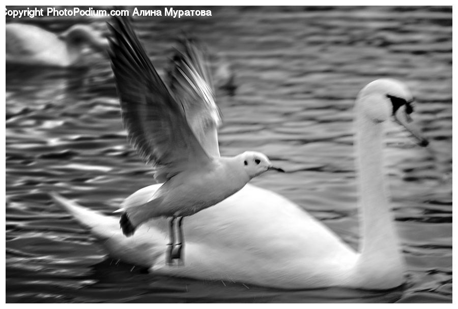 Bird, Seagull