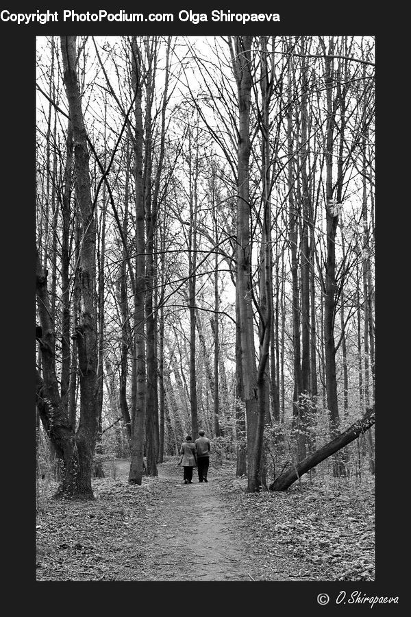 Forest, Vegetation, Plant, Tree, Grove, Land, Oak
