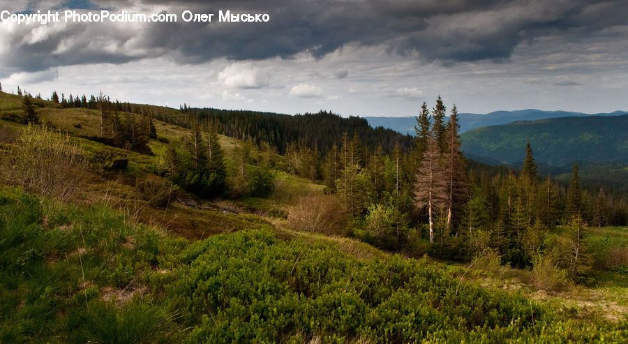 Conifer, Fir, Plant, Tree, Field, Grass, Grassland