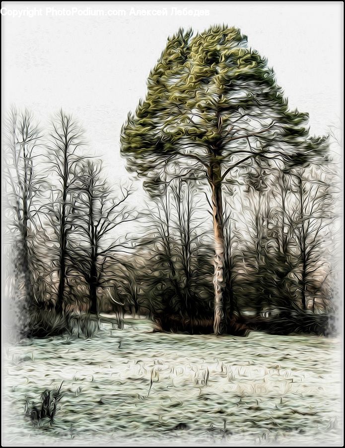 Plant, Tree, Grass, Reed, Drawing, Sketch, Outdoors