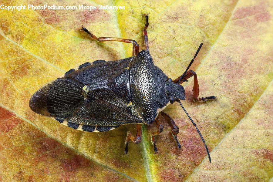 Cockroach, Insect, Invertebrate, Cricket Insect, Grasshopper
