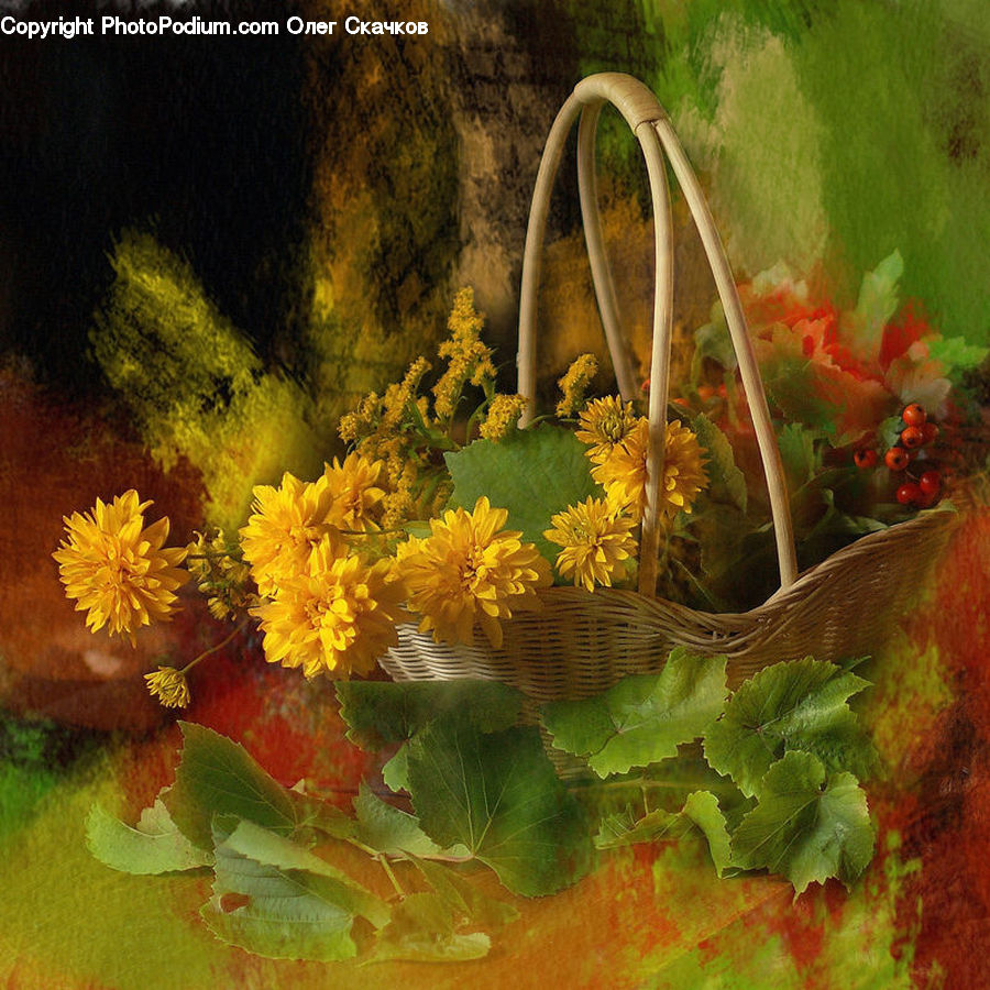 Asteraceae, Blossom, Flora, Flower, Plant, Sunflower, Dahlia