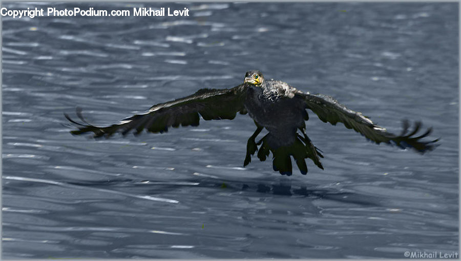 Bird, Cormorant, Waterfowl, Bald Eagle, Eagle, Alligator, Crocodile