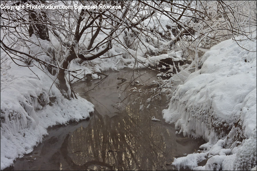 Ice, Outdoors, Snow, Plant, Tree, Forest, Vegetation