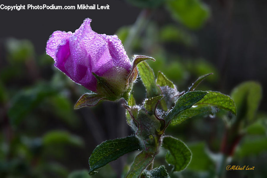Bud, Plant, Blossom, Flora, Flower, Geranium