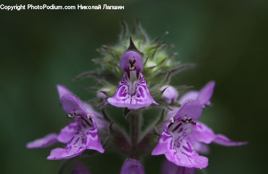 Blossom, Flora, Flower, Geranium, Plant, Gladiolus, Foxglove