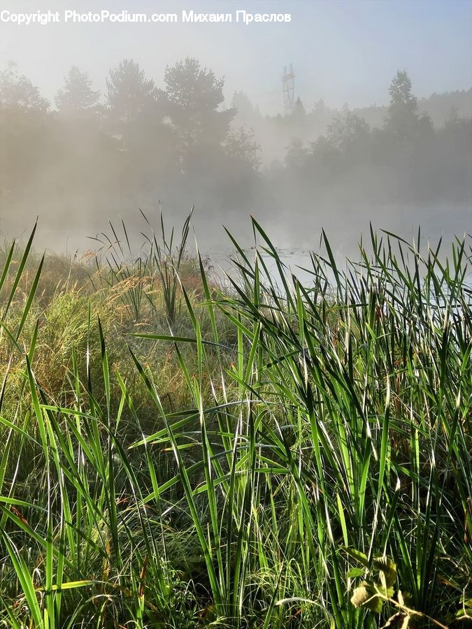 Field, Grass, Grassland, Plant, Reed, Vegetation, Grain