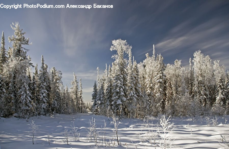 Frost, Ice, Outdoors, Snow, Conifer, Fir, Pine