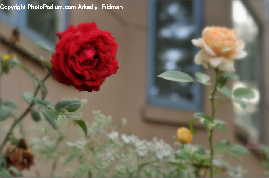 People, Person, Human, Blossom, Flower, Plant, Rose