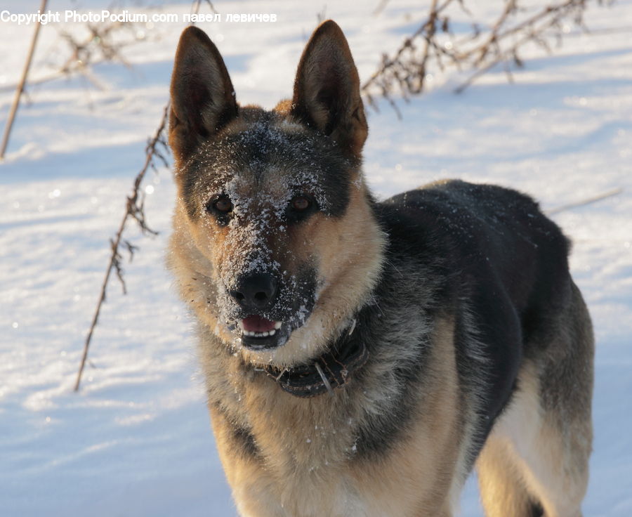 Animal, Canine, Dog, German Shepherd, Mammal, Pet, Husky