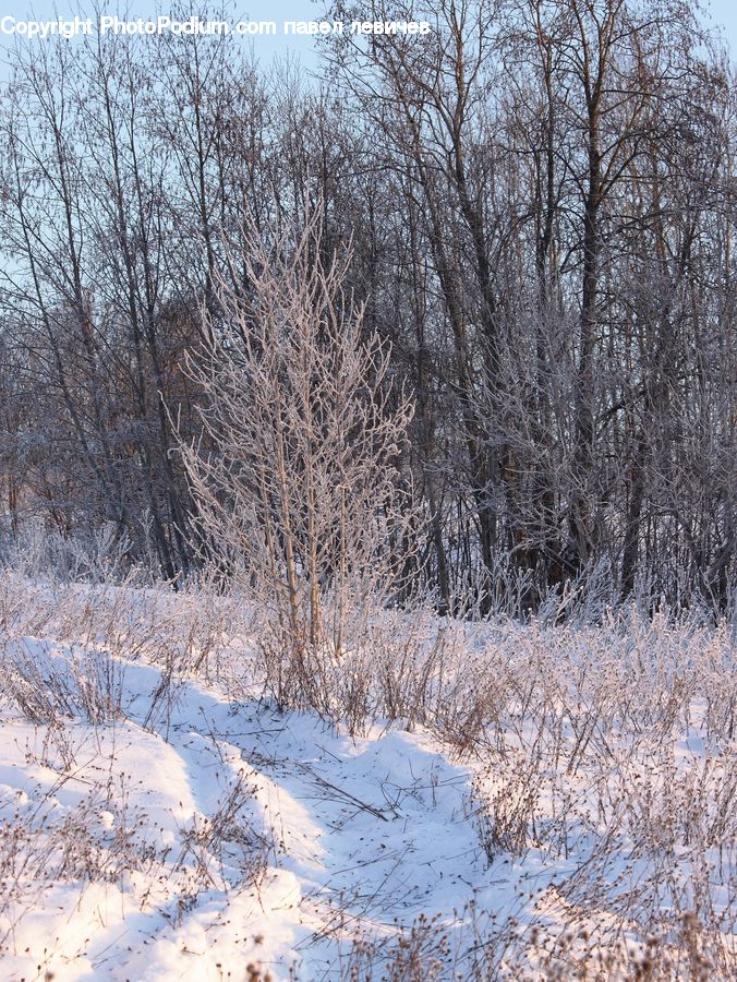 Frost, Ice, Outdoors, Snow, Landscape, Nature, Scenery