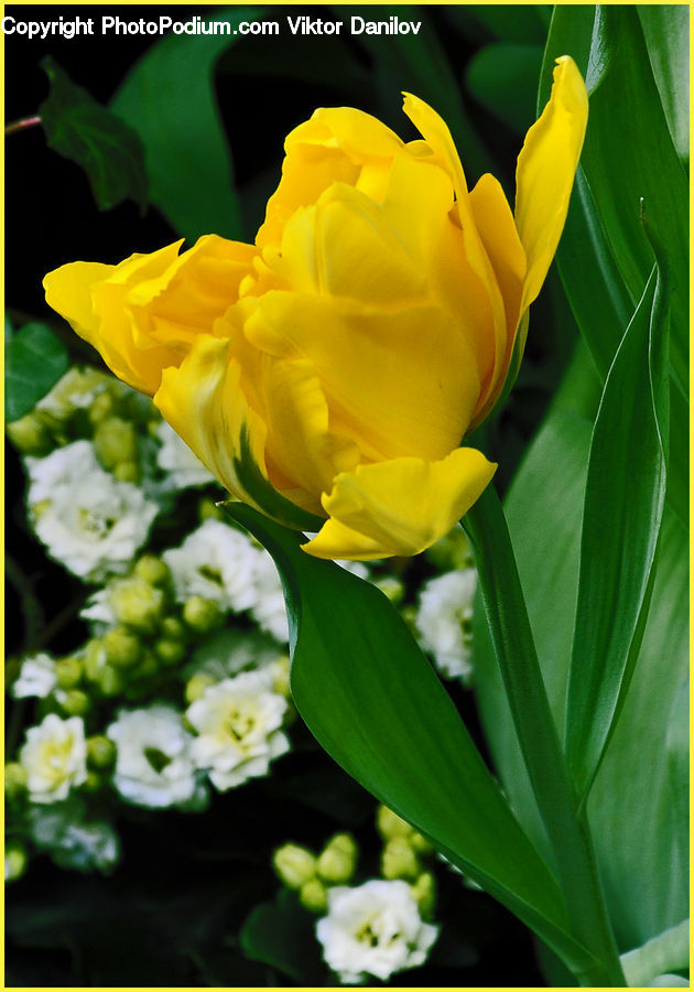 Flower, Flower Arrangement, Flower Bouquet, Blossom, Flora, Plant, Carnation