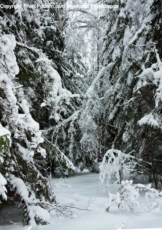 Ice, Outdoors, Snow, Forest, Vegetation, Conifer, Fir