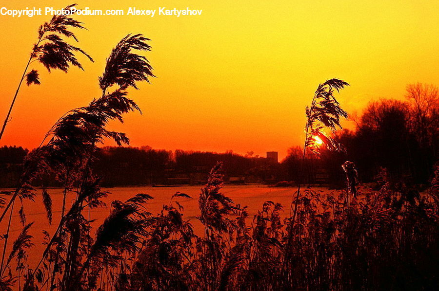 Plant, Potted Plant, Grass, Reed, Palm Tree, Tree, Dusk