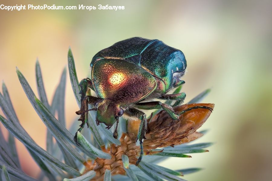Dung Beetle, Insect, Invertebrate, Apidae, Bee, Bumblebee, Crab