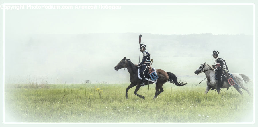 Animal, Horse, Mammal, Equestrian, Person, Stallion, Team