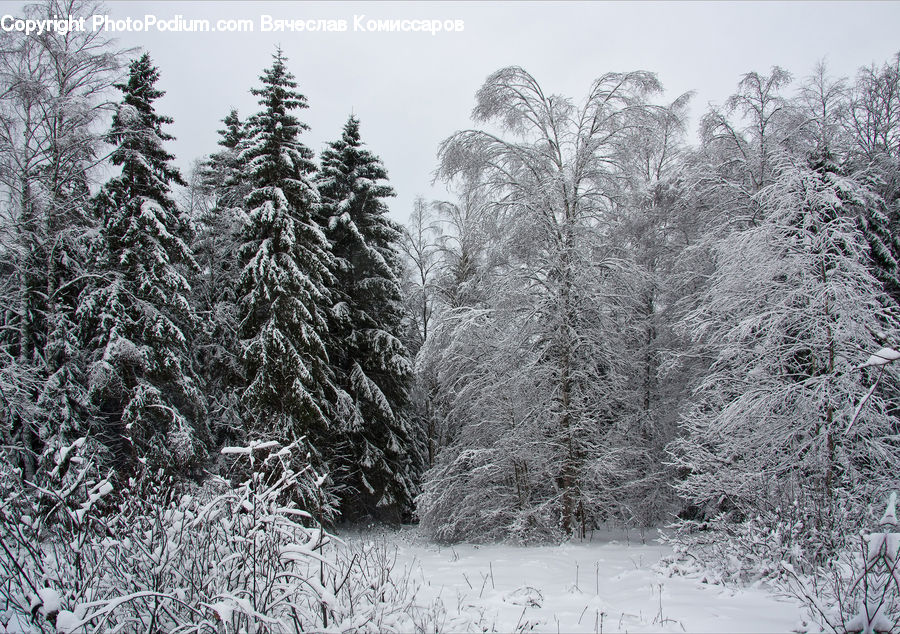 Ice, Outdoors, Snow, Conifer, Fir, Plant, Tree