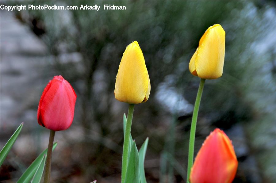 Blossom, Flora, Flower, Plant, Tulip, Crocus, Petal