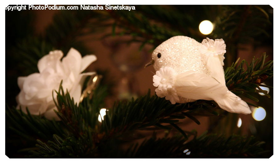 Bird, Cockatoo, Parrot, Blossom, Flower, Peony, Plant