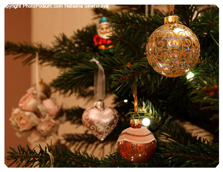 Pot, Pottery, Conifer, Fir, Plant, Tree, Ornament