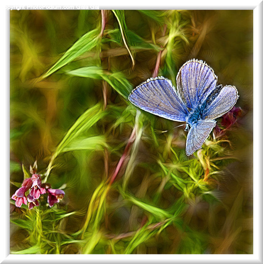 Fiber, Flax, Flora, Flower, Plant, Blossom, Geranium