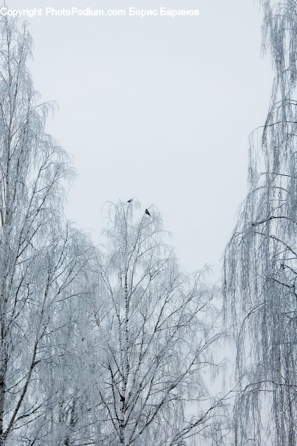 Frost, Ice, Outdoors, Snow, Plant, Tree, Forest