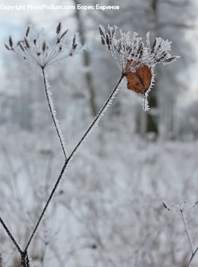 Frost, Ice, Outdoors, Snow, Blossom, Flora, Flower