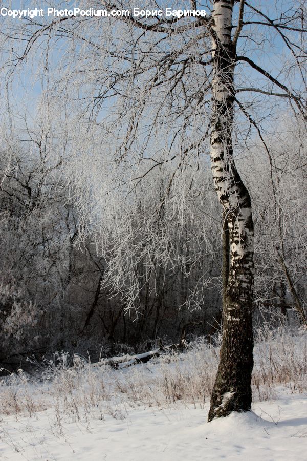 Birch, Tree, Wood, Plant, Landscape, Nature, Scenery